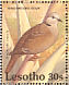 Ring-necked Dove  Streptopelia capicola