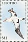 Short-tailed Albatross Phoebastria albatrus