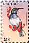 White-bellied Sunbird Cinnyris talatala  1998 Fauna and flora of the world  MS