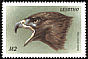Red-tailed Hawk Buteo jamaicensis  1999 Birds of the world 