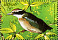 Indian Pitta  Pitta brachyura