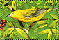 American Yellow Warbler Setophaga aestiva