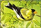 American Goldfinch  Spinus tristis