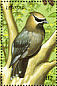 Cedar Waxwing Bombycilla cedrorum  1999 Birds of the world Sheet