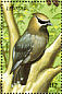 Cedar Waxwing Bombycilla cedrorum