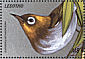 Chestnut-flanked White-eye Zosterops erythropleurus  1999 Birds of the world  MS MS