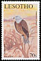 Black Kite Milvus migrans