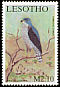 African Goshawk Accipiter tachiro