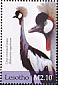 Grey Crowned Crane Balearica regulorum  2004 Birds 