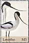 Pied Avocet Recurvirostra avosetta