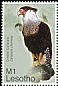 Crested Caracara Caracara plancus