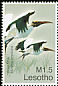 Wood Stork Mycteria americana  2007 Beautiful birds 