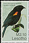 Tawny-shouldered Blackbird Agelaius humeralis