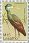 Western Reef Heron Egretta gularis  2007 Beautiful birds  MS