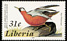 Red Phalarope Phalaropus fulicarius  1985 Audubon 