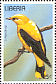 Eurasian Golden Oriole  Oriolus oriolus