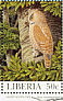 Sandy Scops Owl Otus icterorhynchus