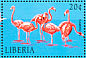 American Flamingo Phoenicopterus ruber