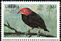 Red-capped Manakin Ceratopipra mentalis