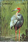 Sarus Crane Antigone antigone