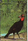 Southern Ground Hornbill  Bucorvus leadbeateri