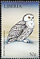 Snowy Owl Bubo scandiacus