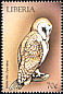 Western Barn Owl Tyto alba