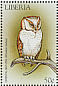 Oriental Bay Owl Phodilus badius
