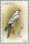 Pale Chanting Goshawk Melierax canorus