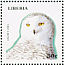 Snowy Owl Bubo scandiacus