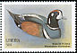 Harlequin Duck Histrionicus histrionicus