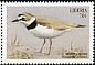 Wilson's Plover Anarhynchus wilsonia  1999 Seabirds 