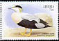 Common Eider Somateria mollissima  1999 Seabirds 