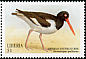 American Oystercatcher Haematopus palliatus  1999 Seabirds 