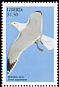 European Herring Gull Larus argentatus