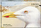 Iceland Gull Larus glaucoides