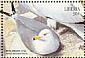 Ring-billed Gull Larus delawarensis