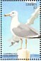 California Gull Larus californicus