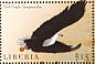 African Fish Eagle Icthyophaga vocifer