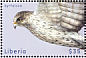 Gyrfalcon Falco rusticolus