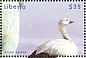 Snow Goose Anser caerulescens