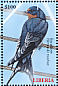 Barn Swallow Hirundo rustica