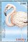 Greater Flamingo Phoenicopterus roseus