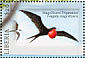Magnificent Frigatebird Fregata magnificens