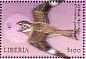 Antillean Nighthawk Chordeiles gundlachii  2001 Birds  MS