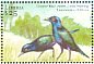 Greater Blue-eared Starling Lamprotornis chalybaeus