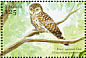 Pearl-spotted Owlet Glaucidium perlatum