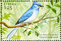 African Blue Flycatcher Elminia longicauda