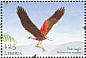 African Fish Eagle Icthyophaga vocifer