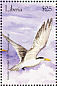 Greater Crested Tern Thalasseus bergii